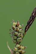 David Plant Photography - Wildlife Photography - Downy-fruited sedge - C