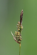 David Plant Photography - Wildlife Photography - Downy-fruited sedge - D