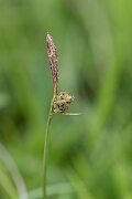 David Plant Photography - Wildlife Photography - Downy-fruited sedge - E
