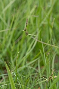 David Plant Photography - Wildlife Photography - Downy-fruited sedge - F