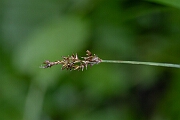 David Plant Photography - Wildlife Photography - Elongated sedge - A