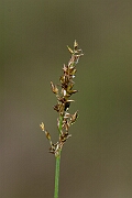 David Plant Photography - Wildlife Photography - Elongated sedge - C