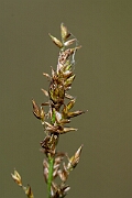 David Plant Photography - Wildlife Photography - Elongated sedge - D