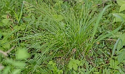 David Plant Photography - Wildlife Photography - Elongated sedge - E