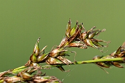 David Plant Photography - Wildlife Photography - Fibrous tussock sedge - A