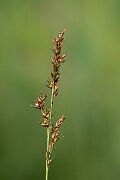 David Plant Photography - Wildlife Photography - Fibrous tussock sedge - B