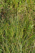 David Plant Photography - Wildlife Photography - Fibrous tussock sedge - C