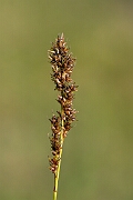 David Plant Photography - Wildlife Photography - Fibrous tussock sedge - D