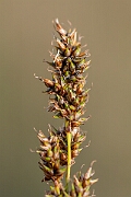 David Plant Photography - Wildlife Photography - Fibrous tussock sedge - E