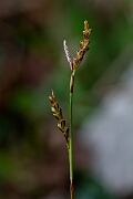 David Plant Photography - Wildlife Photography - Fingered sedge - A