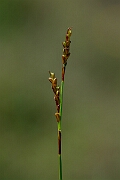 David Plant Photography - Wildlife Photography - Fingered sedge - B