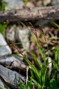 David Plant Photography - Wildlife Photography - Fingered sedge - D