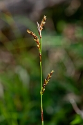 David Plant Photography - Wildlife Photography - Fingered sedge - E