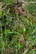 David Plant Photography - Wildlife Photography - Fingered sedge - F