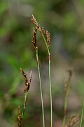 David Plant Photography - Wildlife Photography - Fingered sedge - G