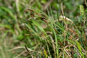 David Plant Photography - Wildlife Photography - Fingered sedge - H