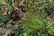 David Plant Photography - Wildlife Photography - Fingered sedge - I