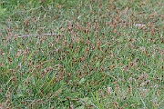 David Plant Photography - Wildlife Photography - Flat sedge - A