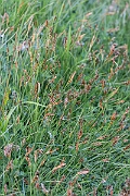 David Plant Photography - Wildlife Photography - Flat sedge - B