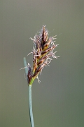 David Plant Photography - Wildlife Photography - Flat sedge - C