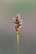David Plant Photography - Wildlife Photography - Flat sedge - D