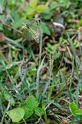 David Plant Photography - Wildlife Photography - Glaucous sedge - D