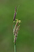 David Plant Photography - Wildlife Photography - Glaucous sedge - E