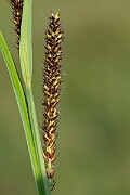 David Plant Photography - Wildlife Photography - Greater pond-sedge - D
