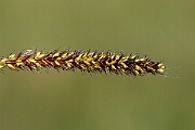 David Plant Photography - Wildlife Photography - Greater pond-sedge - E