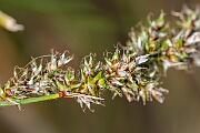 David Plant Photography - Wildlife Photography - Greater tussock-sedge - F