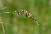 David Plant Photography - Wildlife Photography - Greater tussock-sedge - G