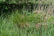 David Plant Photography - Wildlife Photography - Greater tussock-sedge - H