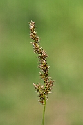 David Plant Photography - Wildlife Photography - Greater tussock-sedge - I
