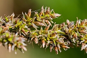 David Plant Photography - Wildlife Photography - Greater tussock-sedge - J
