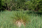 David Plant Photography - Wildlife Photography - Greater tussock-sedge - K
