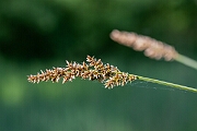 David Plant Photography - Wildlife Photography - Greater tussock-sedge - L