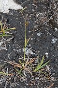 David Plant Photography - Wildlife Photography - Green-ribbed sedge - B