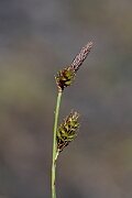 David Plant Photography - Wildlife Photography - Green-ribbed sedge - D