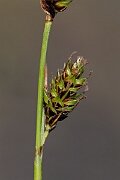 David Plant Photography - Wildlife Photography - Green-ribbed sedge - E