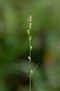David Plant Photography - Wildlife Photography - Grey sedge - A