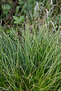 David Plant Photography - Wildlife Photography - Grey sedge - B