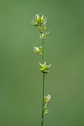 David Plant Photography - Wildlife Photography - Grey sedge - E