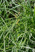 David Plant Photography - Wildlife Photography - Lesser pond-sedge - A
