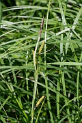 David Plant Photography - Wildlife Photography - Lesser pond-sedge - B