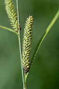 David Plant Photography - Wildlife Photography - Lesser pond-sedge - C