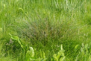 David Plant Photography - Wildlife Photography - Long-bracted sedge - B