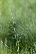 David Plant Photography - Wildlife Photography - Long-bracted sedge - C