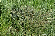David Plant Photography - Wildlife Photography - Long-bracted sedge - D