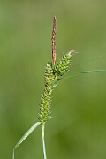 David Plant Photography - Wildlife Photography - Long-bracted sedge - F