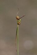 David Plant Photography - Wildlife Photography - Long-bracted sedge - G